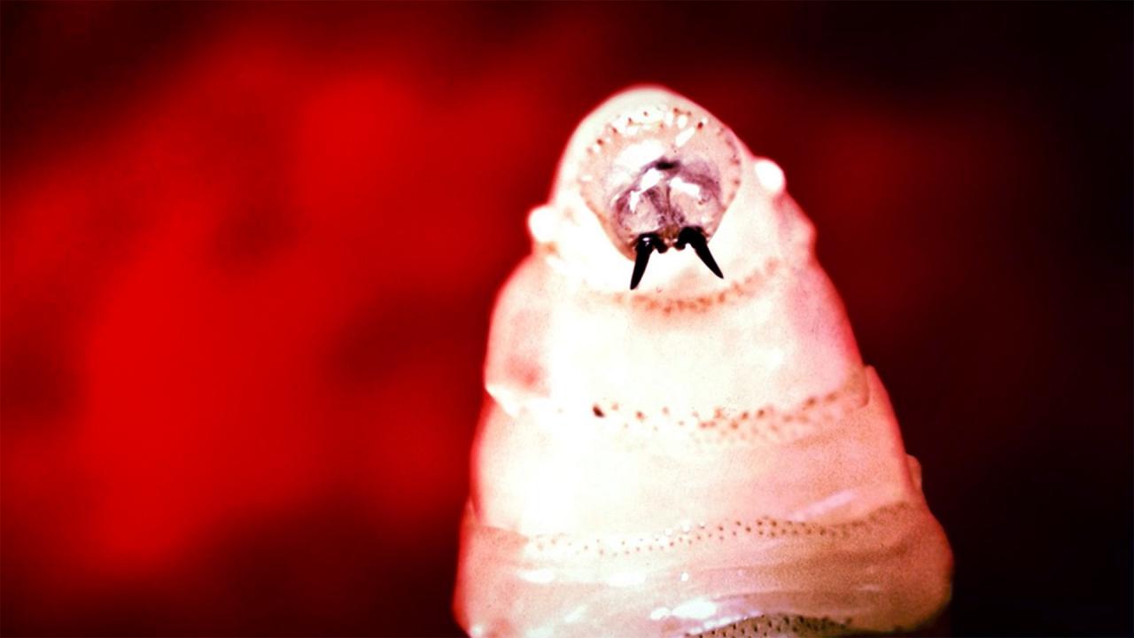 A texasi marhában húsfaló légylárvát találtak: veszélyben az ember?