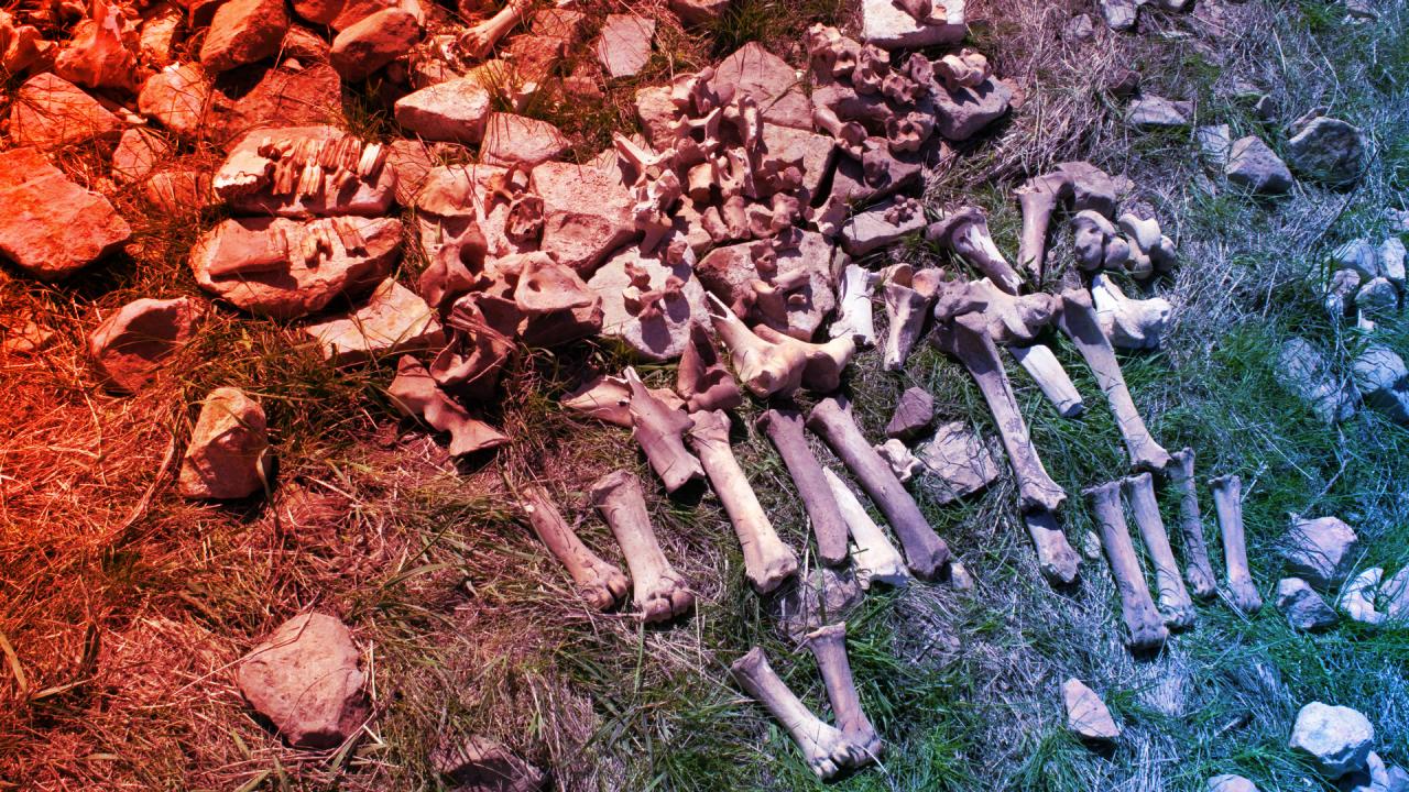Az 1100 éves montanai bölényvadászhely rejtélye végre megoldódott