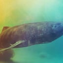 Az első teljes genom feltárja a grönlandi cápa hosszú életének titkát