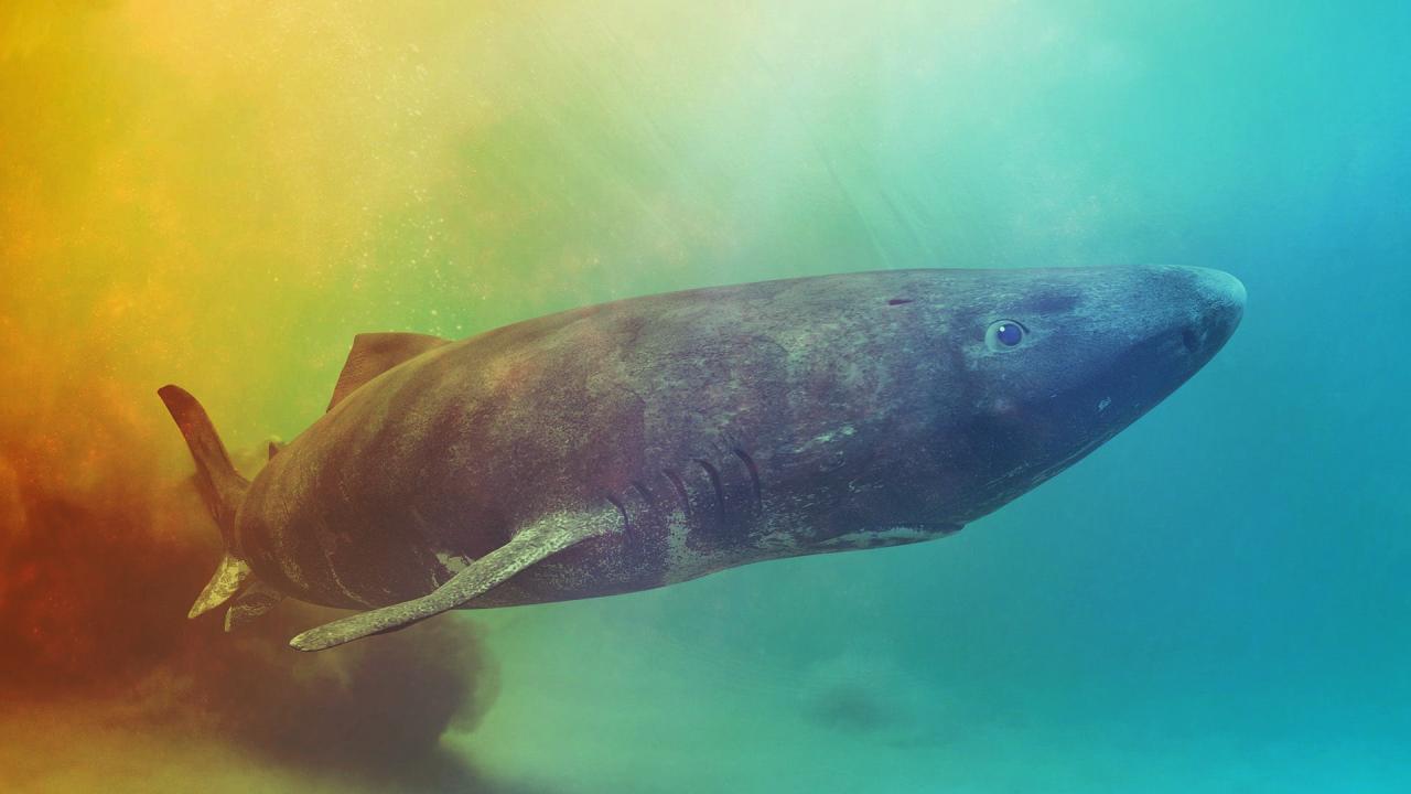 Az első teljes genom feltárja a grönlandi cápa hosszú életének titkát
