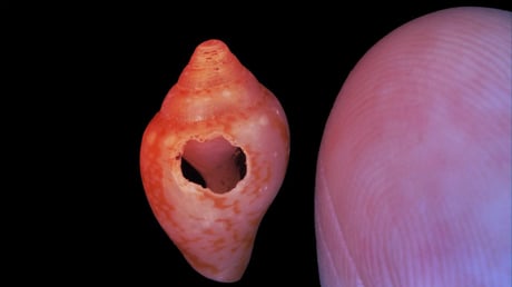 A neandervölgyiek és a modern emberek közös kultúrája 59 ezer éve Törökországban
