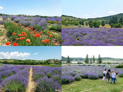 13185Levendulamezők (Lavender Fields)