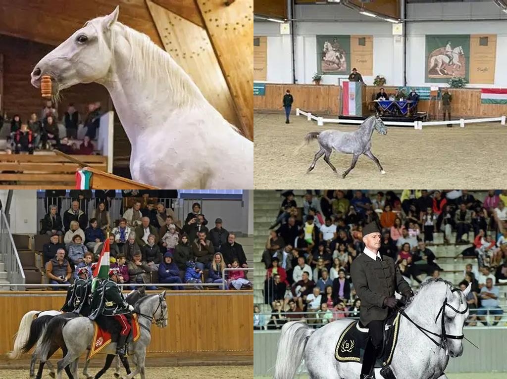 Lipicai Lovasbemutató (Lipizzaner Horse Show)