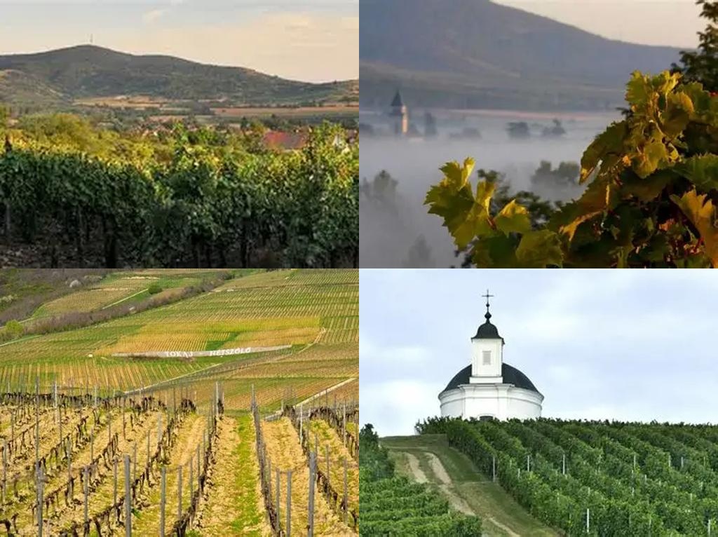 Tokaji Borvidék (Wine Region)