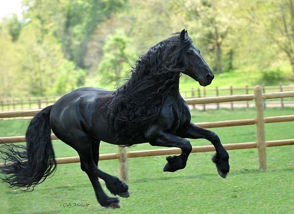 Meet The Majestic Friesian Horses In Budapest (Budapest) 2025