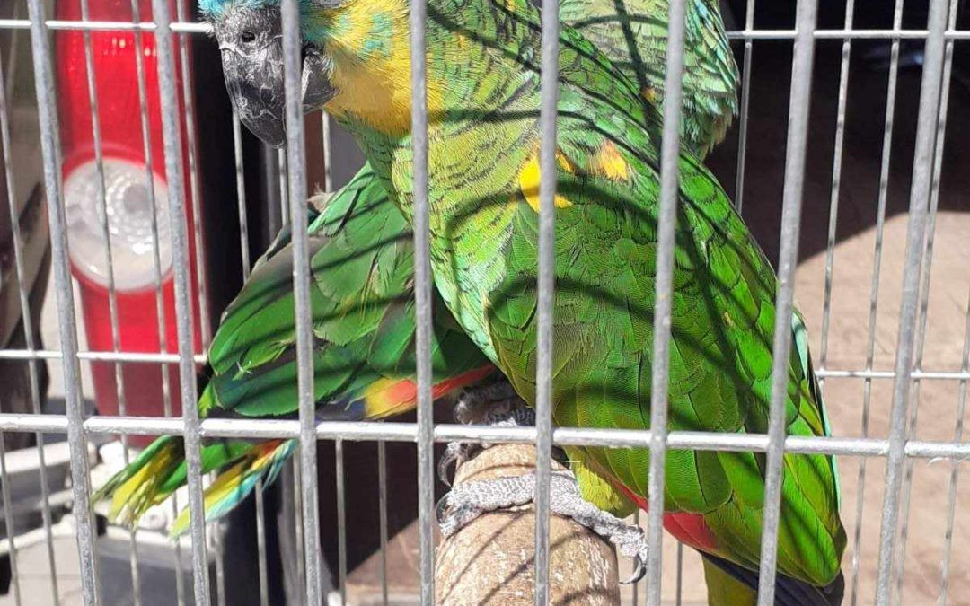 Colorful Pet Fair Takes Over Kecskemét