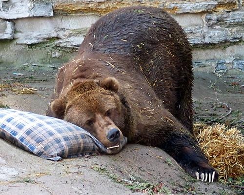 Veresegyház Bear Sanctuary Hosts Family Days