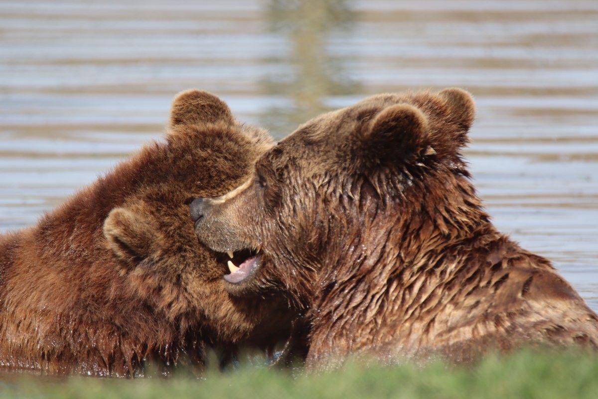Veresegyház (Veresegyház) Couples Deal: Date At The Bear Sanctuary