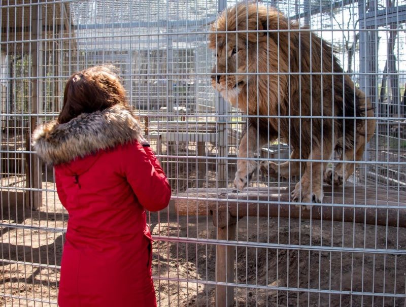 Free Wildlife Shows On Weekends In Veresegyház