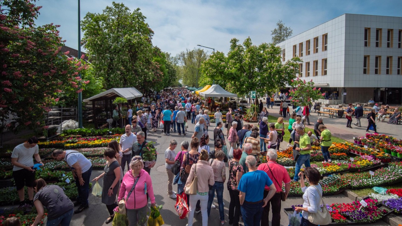 Gyula Flower Festival 2026: Epic Spring Bloom Bash!