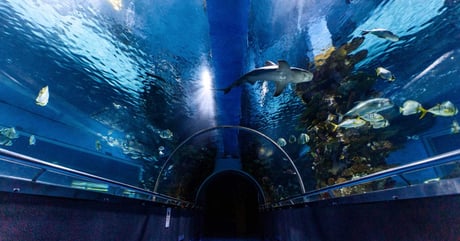 Budapest Tropicarium: Get Close To Sharks And Rays