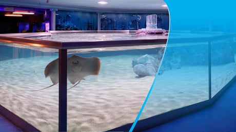 Shark-Fueled Family Fun At Budapest’s Tropicarium