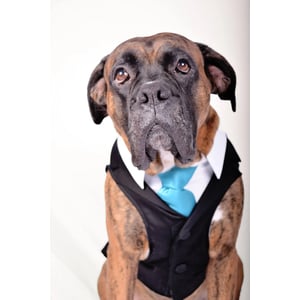 Custom Sized Black Dog Tuxedo with White Button Front Shirt and Collar product image
