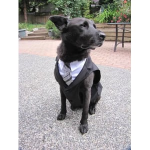 Custom Sized Black Dog Tuxedo with White Button Front Shirt and Collar product image