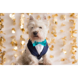Blue Navy Dog Wedding Tuxedo Harness with Bowtie product image