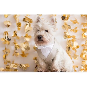 Beige Dog Tuxedo Harness for Wedding Attire product image