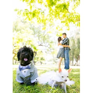 Elegant Grey Dog Tuxedo and Satin Shirt for Weddings product image
