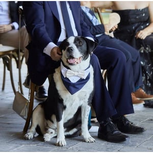 Stylish Over-the-Collar Dog Wedding Tuxedo with Bow Tie product image