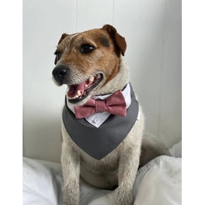 Elegant Grey Dog Tuxedo with Dusty Pink Bow Tie for Weddings product image