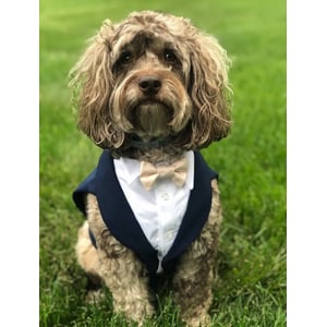 Custom Navy Blue Dog Tuxedo for Weddings product image