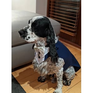 Customizable Wedding Dog Tuxedo with Snap-On Bandana and Optional Ring Clip product image