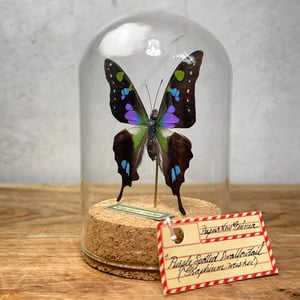 Purple Butterfly Taxidermy in Protective Glass Dome Display product image