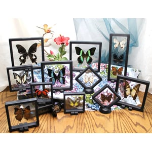 3D Floating Butterfly Frame Display - Many Sizes Available product image