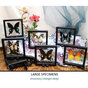 3D Floating Butterfly Frame Display - Many Sizes Available product image