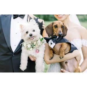 Formal Dog Tuxedo Suit with Bowtie and Optional Ring Clip product image