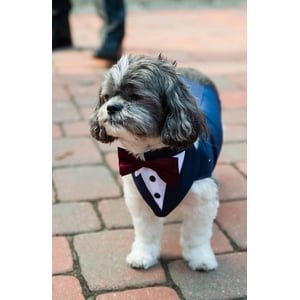 Formal Dog Tuxedo with Custom Fit and Bandana product image