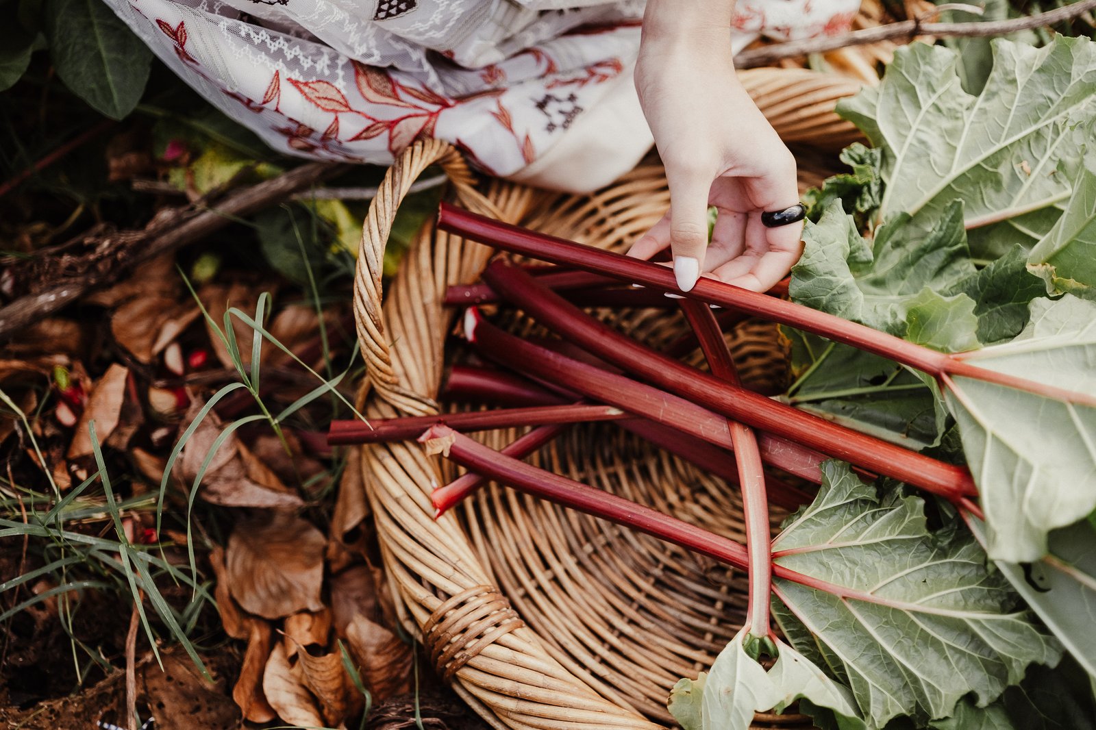 Close-up of a hand gathering red rhubarb stalks and leafy greens into a woven basket.