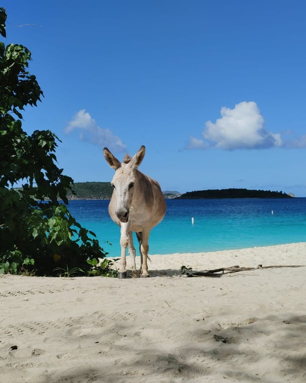 Photo of Honeymoon Beach (St. John) in St. John