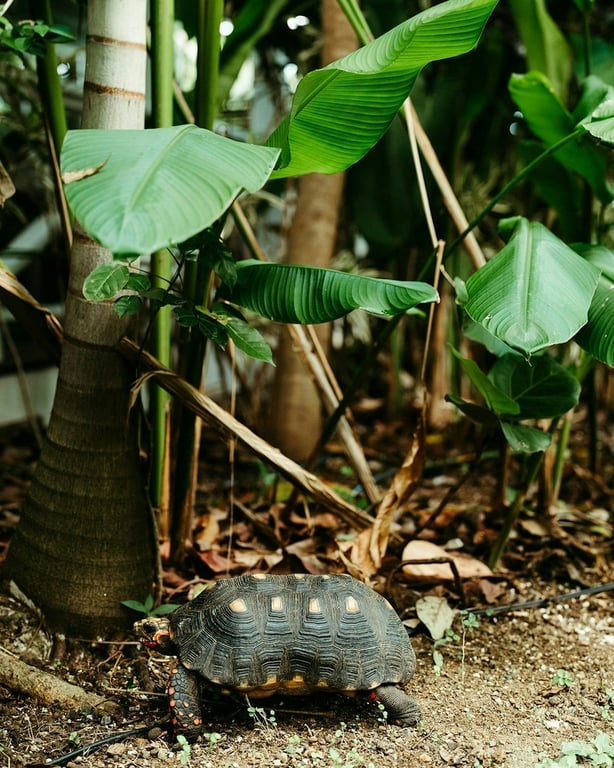 Photo of Hull Bay Hideaway in St. Thomas