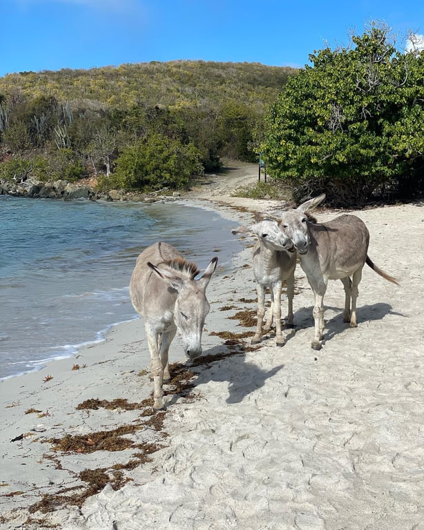 Photo of Salt Pond Beach in St. John