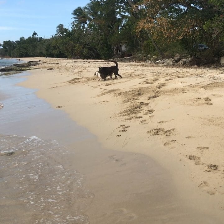 Photo of Sprat Hall Beach in St. Croix