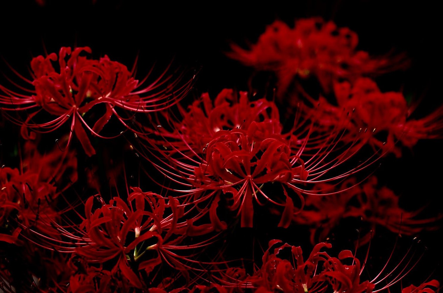 【GB】GMK Higanbana彼岸花 GB ended | Hephastos Raffle live at 5 PM ET 4 November! image 2