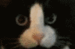 TUTKEYS C.C.C.C image 5