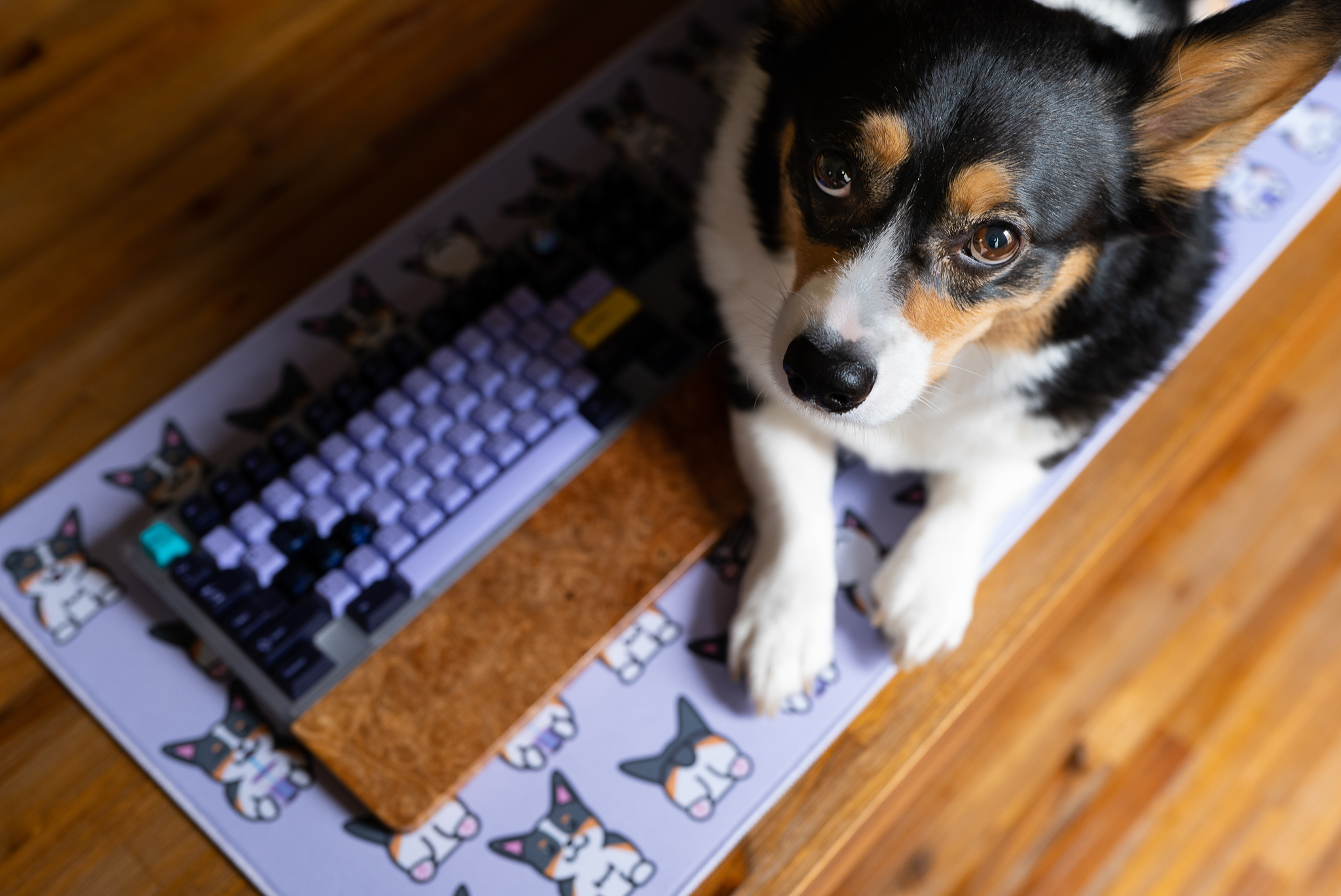Corgi mats - Shipping/Extras Live image 8