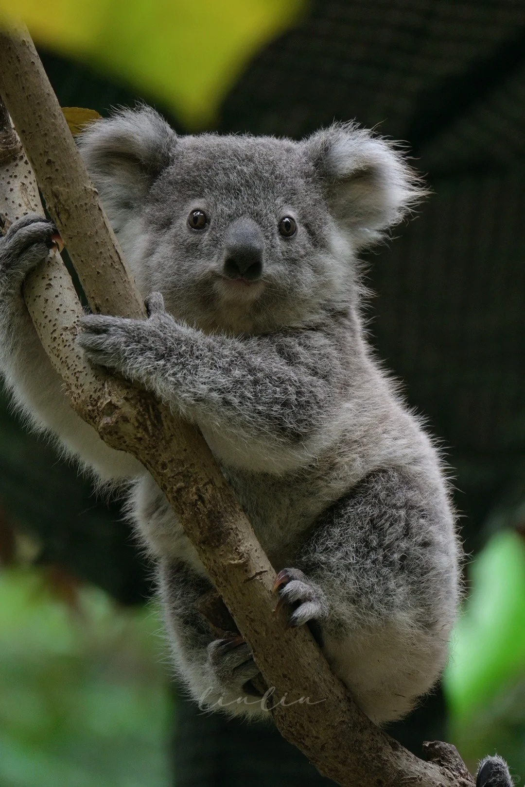 IDK - Koala