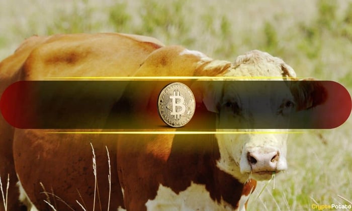 Bitcoin_Bull
