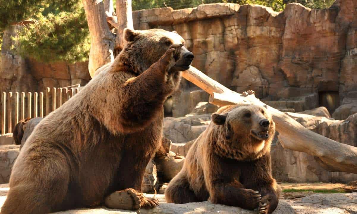bears_cover