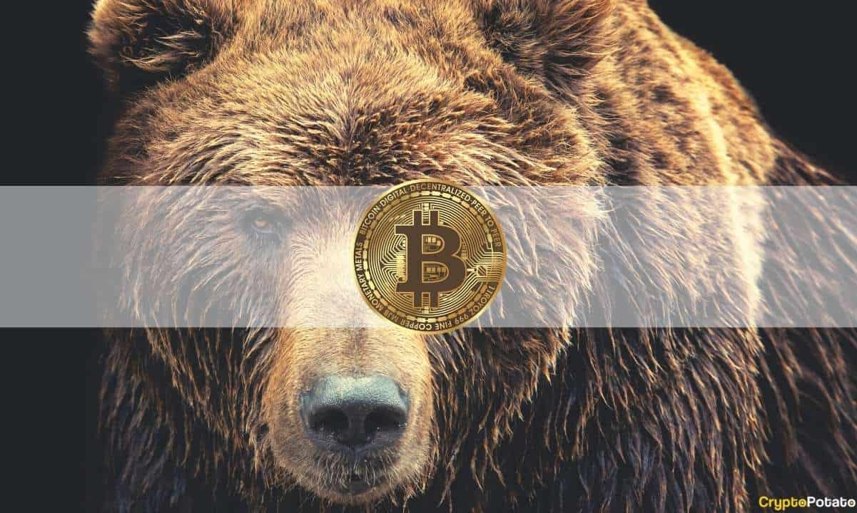 bearbitcoin_cover