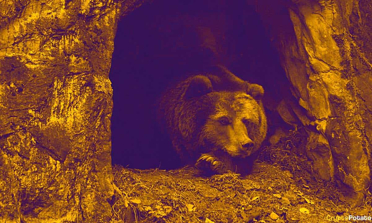 bear_cover