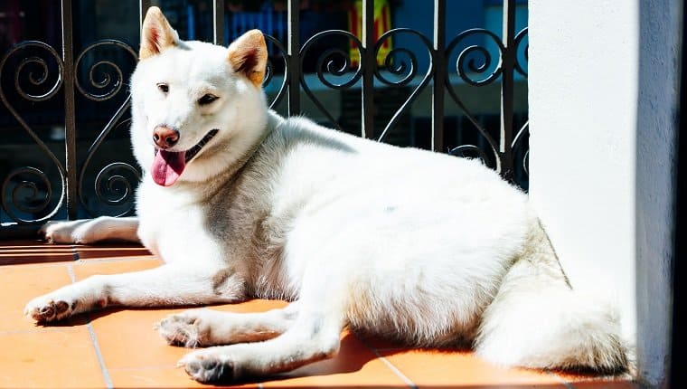 Kishu Uni. Source: DogTIme