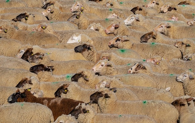 sheep-