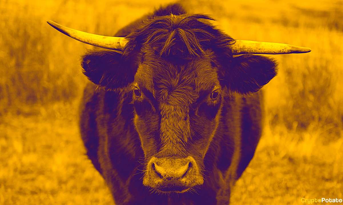 bull_cover