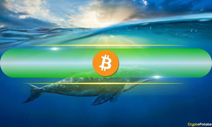 bitcoin_whale_cover