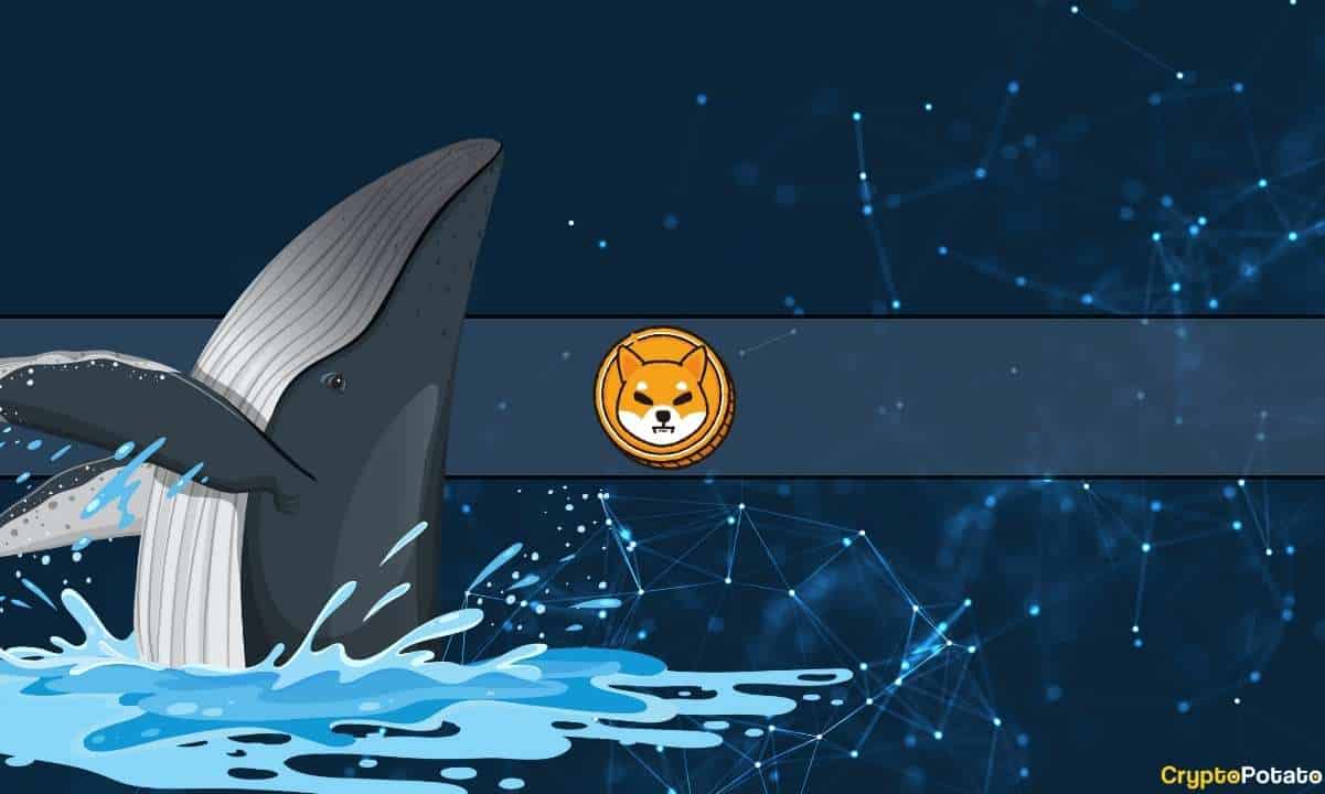 shiba_whale_cover