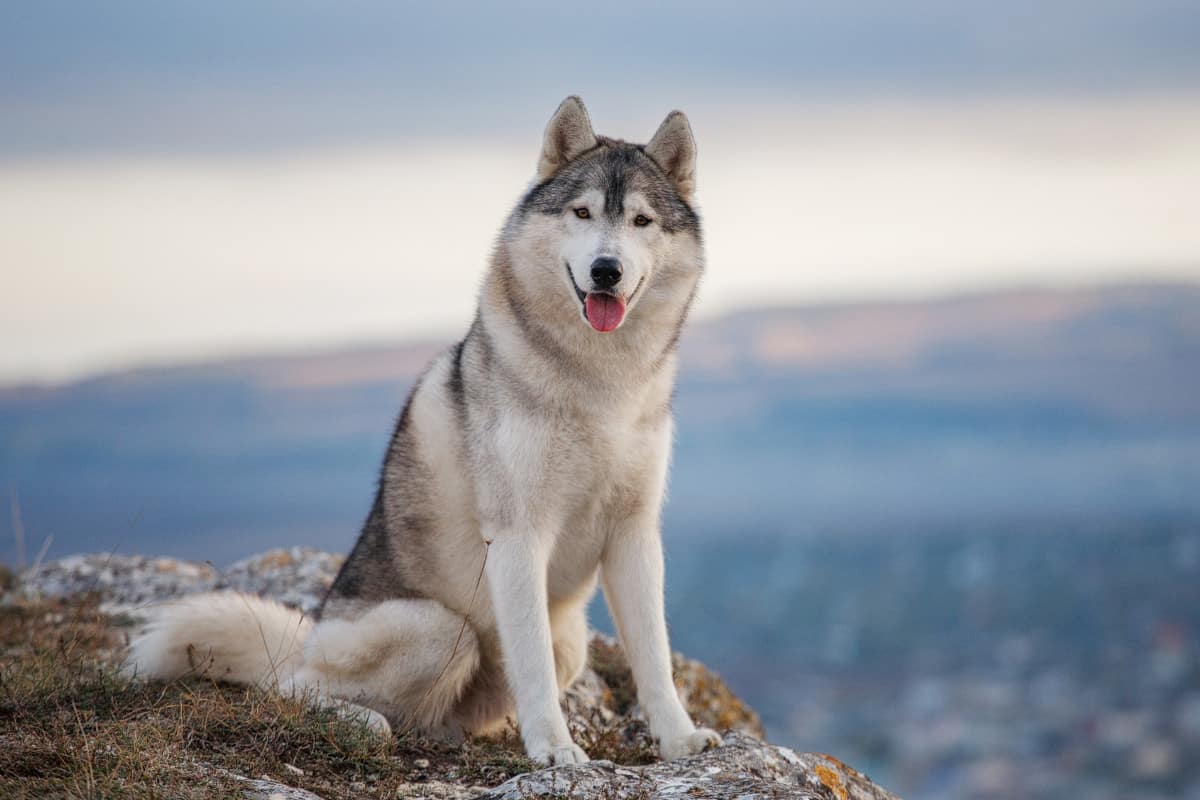 Husky Breed. Source: WideOpenPets