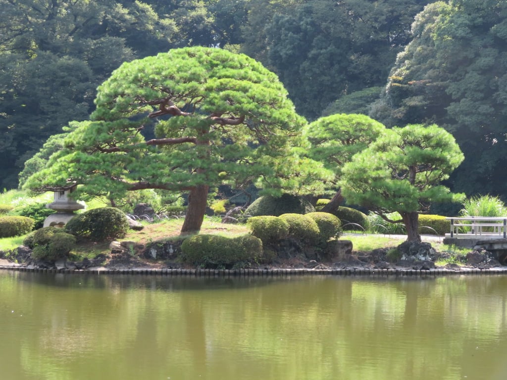 Japanese Garden Manicured Tree